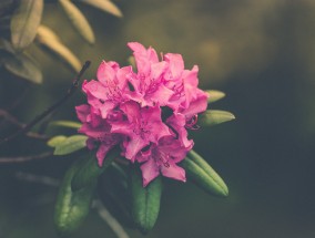 植物花卉公司，四季海棠的嫁接与花卉选择四季海棠花可以嫁接吗